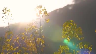 4k实拍唯美逆光阳光透过油菜花空镜头视频的预览图